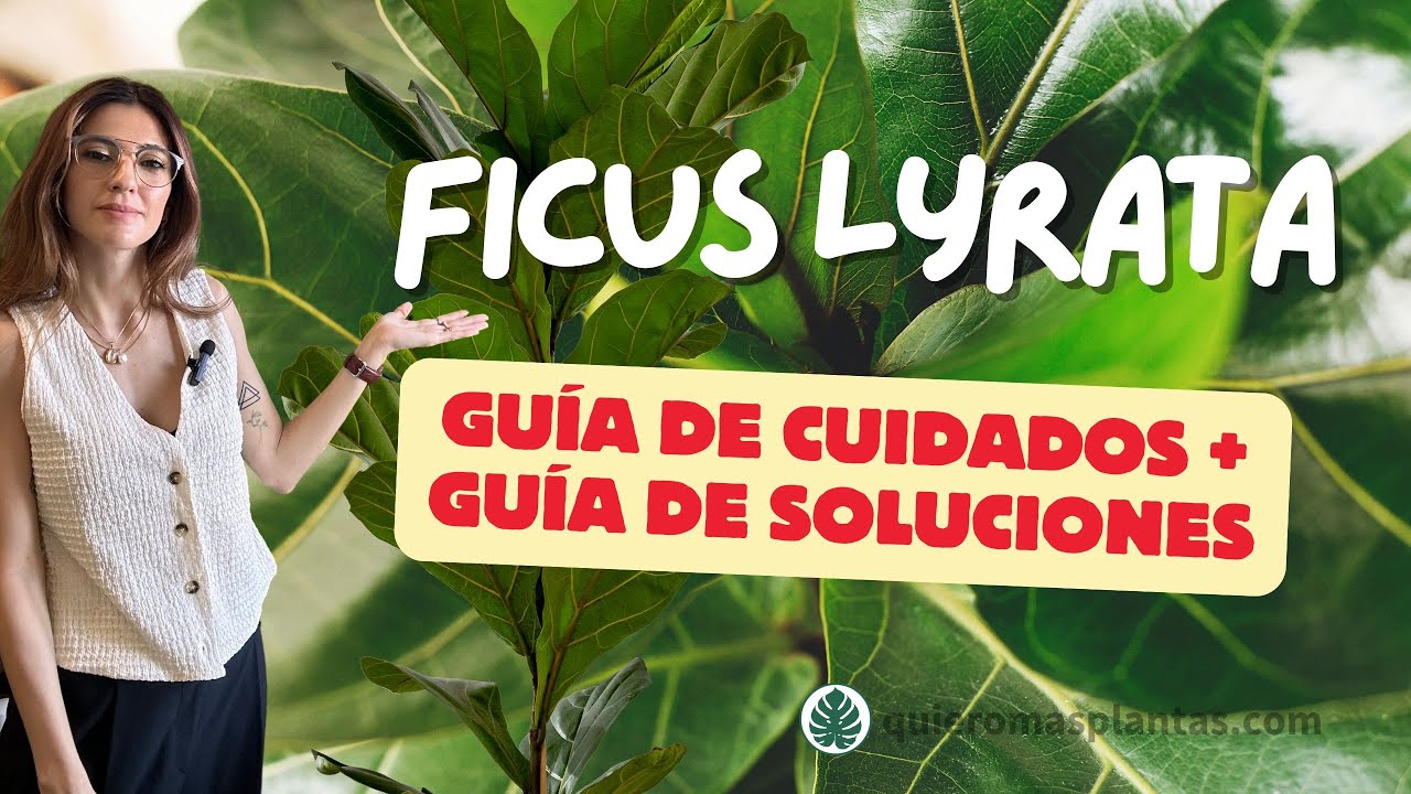 Cuidados Ficus Lyrata | Guía de problemas