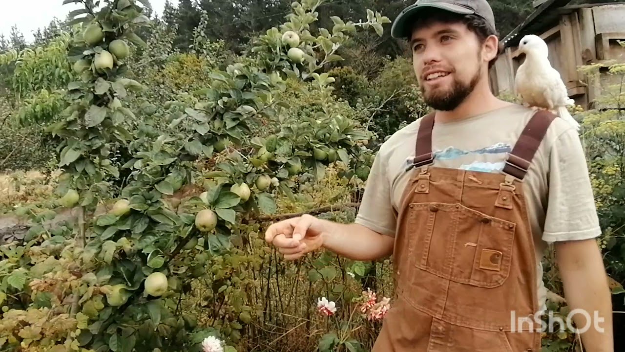 árboles frutales y aves de la granja