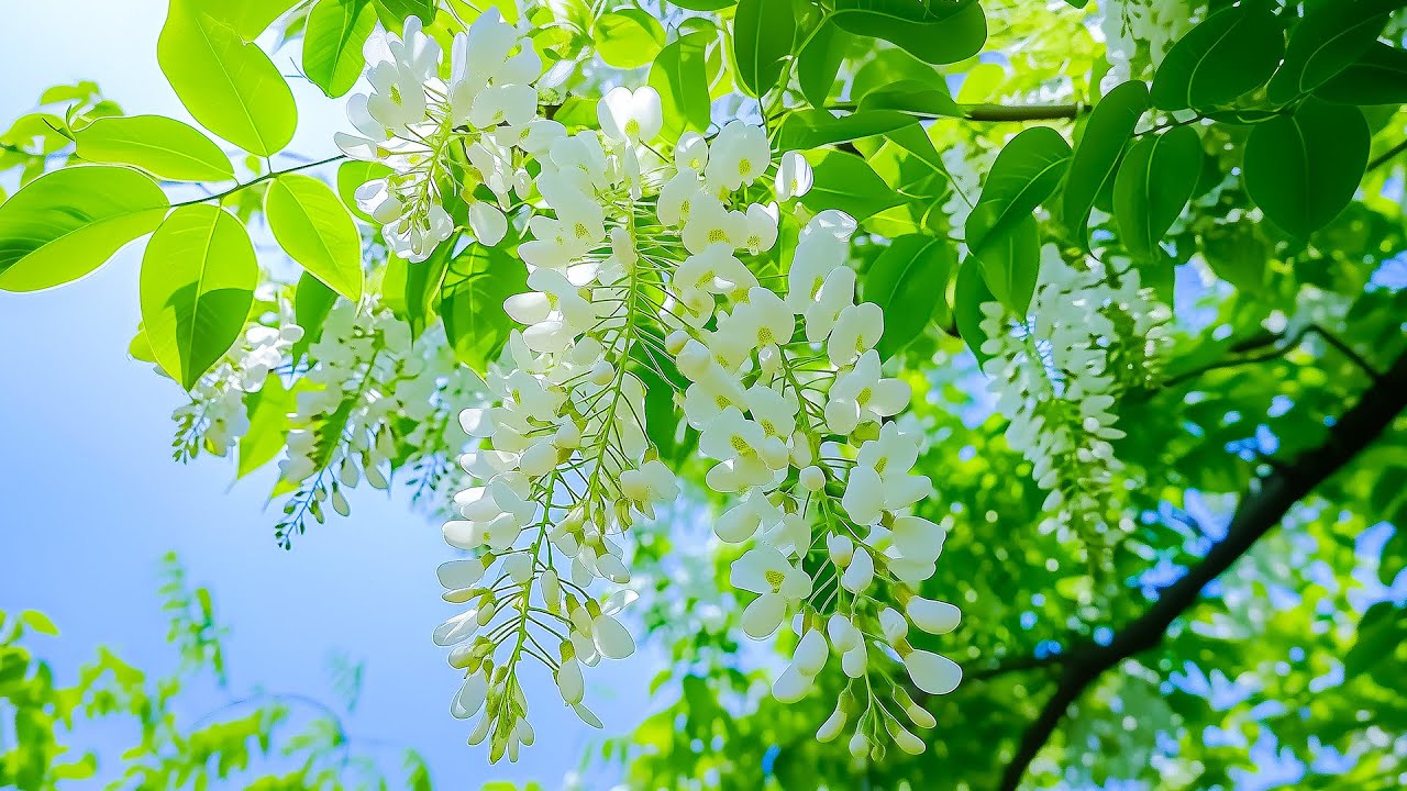 Послушайте 4 минуты, и ваша жизнь изменится навсегда 🌿 Исцелите тело