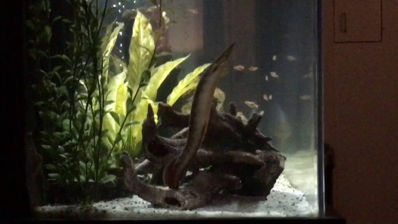 Eelio gets some exercise ( Zig Zag Yellow Tail Spiny Eel )