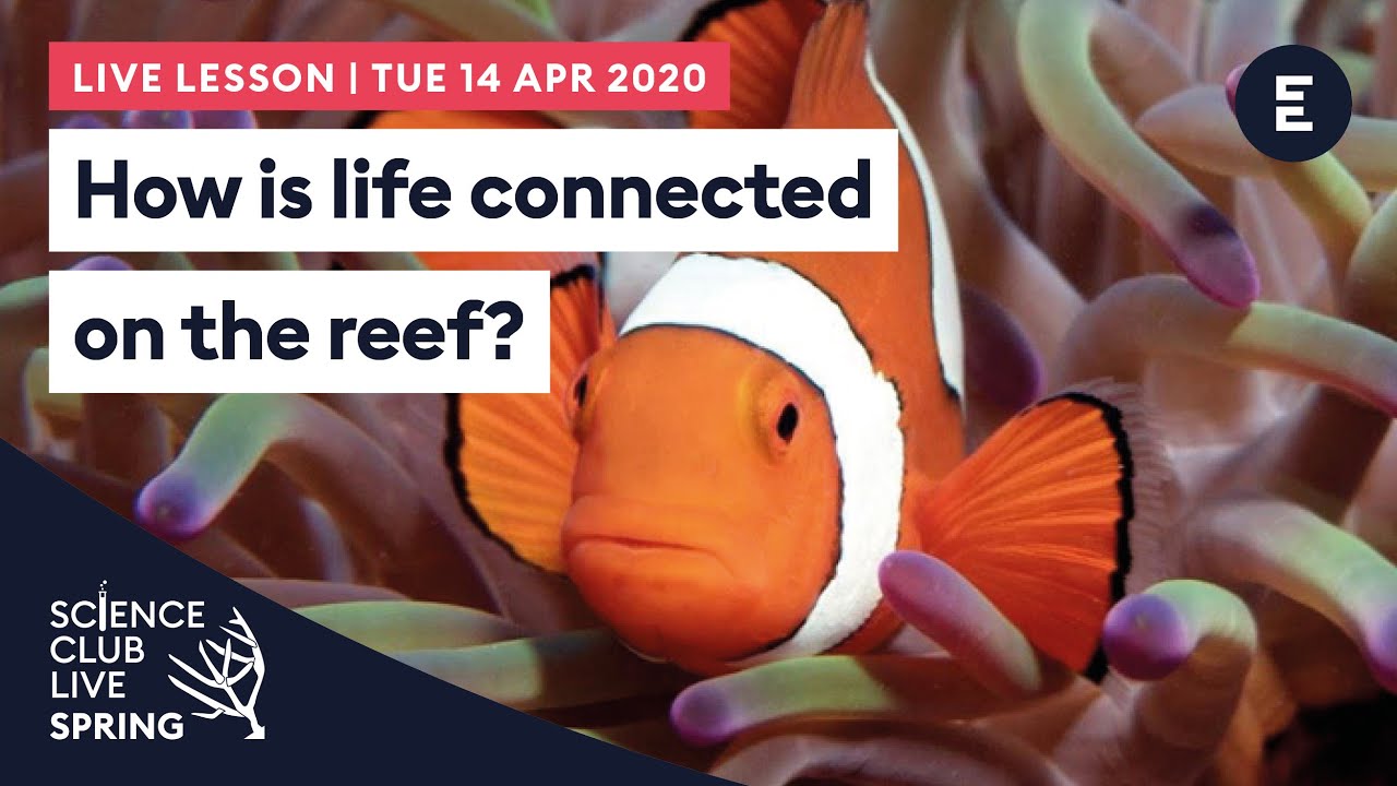How is life connected on the reef? Science Club Live