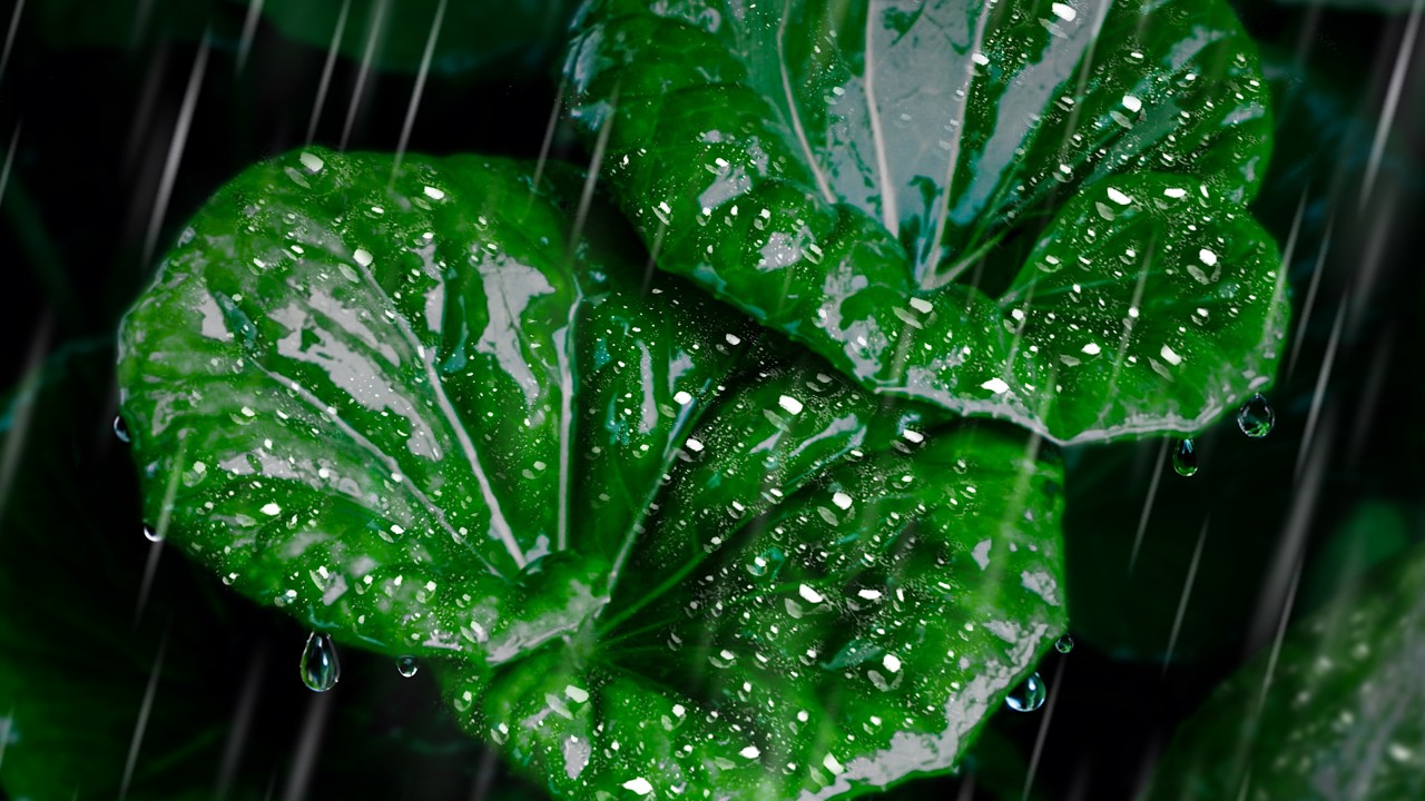 Fall Asleep Easily with Rain Sounds for Sleeping!