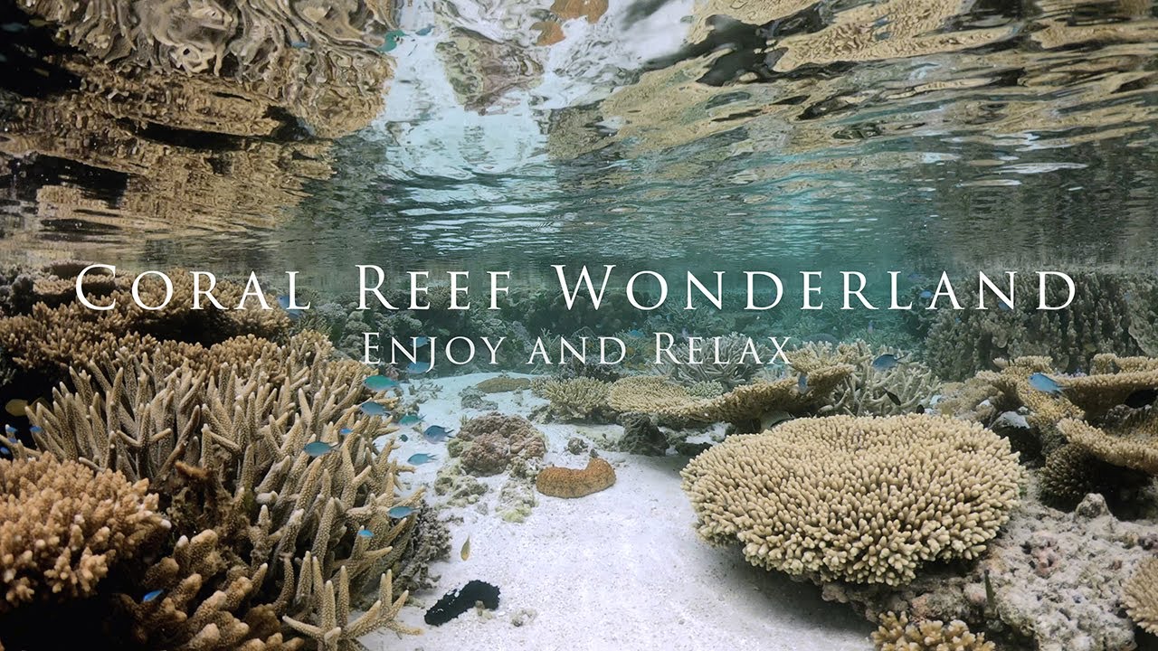 Coral Reef Wonderland - Relax to the marvels of the Lagoon (4K)