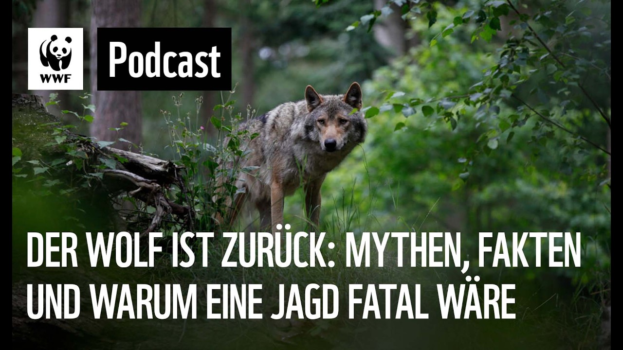 Der Wolf ist zurück: Mythen, Fakten und warum eine Jagd fatal wäre - Living Planet – Der WWF Podcast