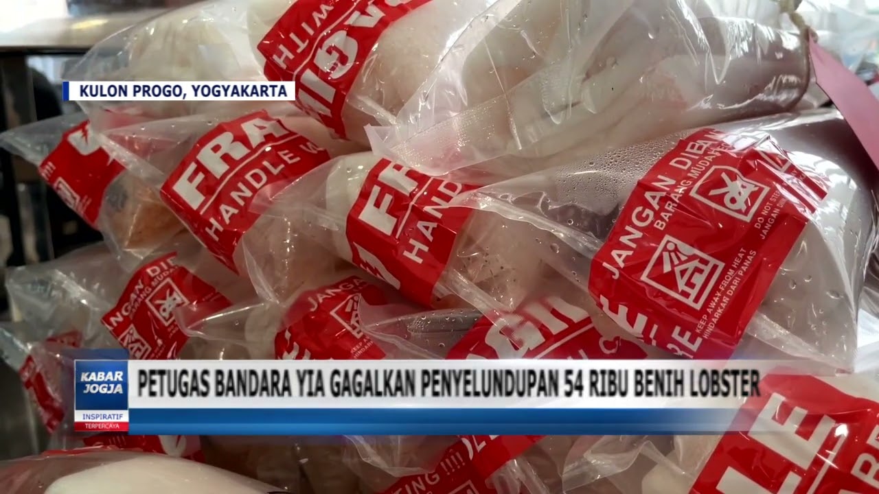 PETUGAS BANDARA YIA GAGALKAN PENYELUNDUPAN 54 RIBU BENIH LOBSTER