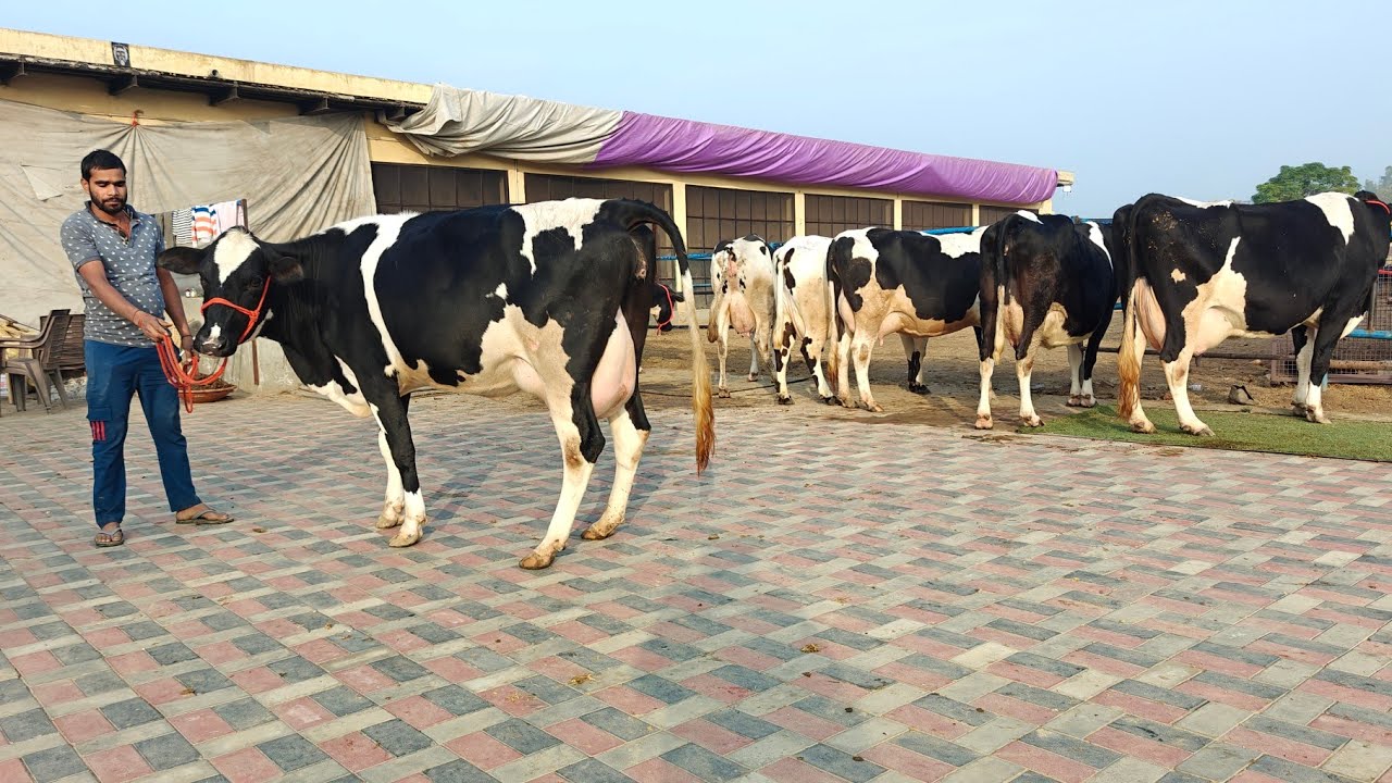 16 ਗਾਵਾਂ ਪ੍ਰਦੀਪ ਲੋਹਾਖੇੜਾ ਵਾਲੇ ਕੋਲ ਵਿਕਾਊ, 16 Cows For Sale