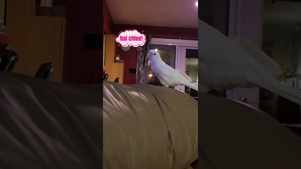 Rescue cockatoo outside of her cage 🥹🥰 #animals #rescue #cute #progress