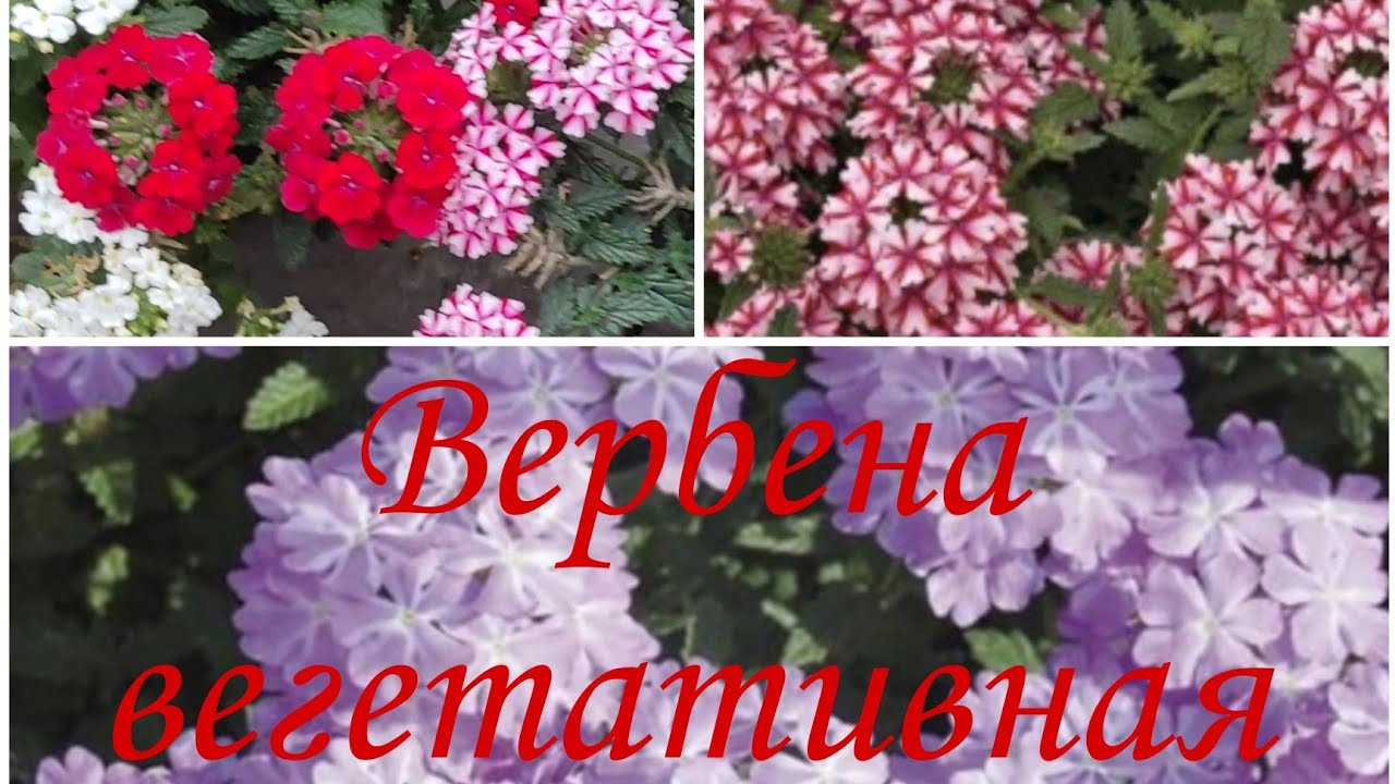 Вегетативная вербена - растение для проблемных, но солнечных уголков.