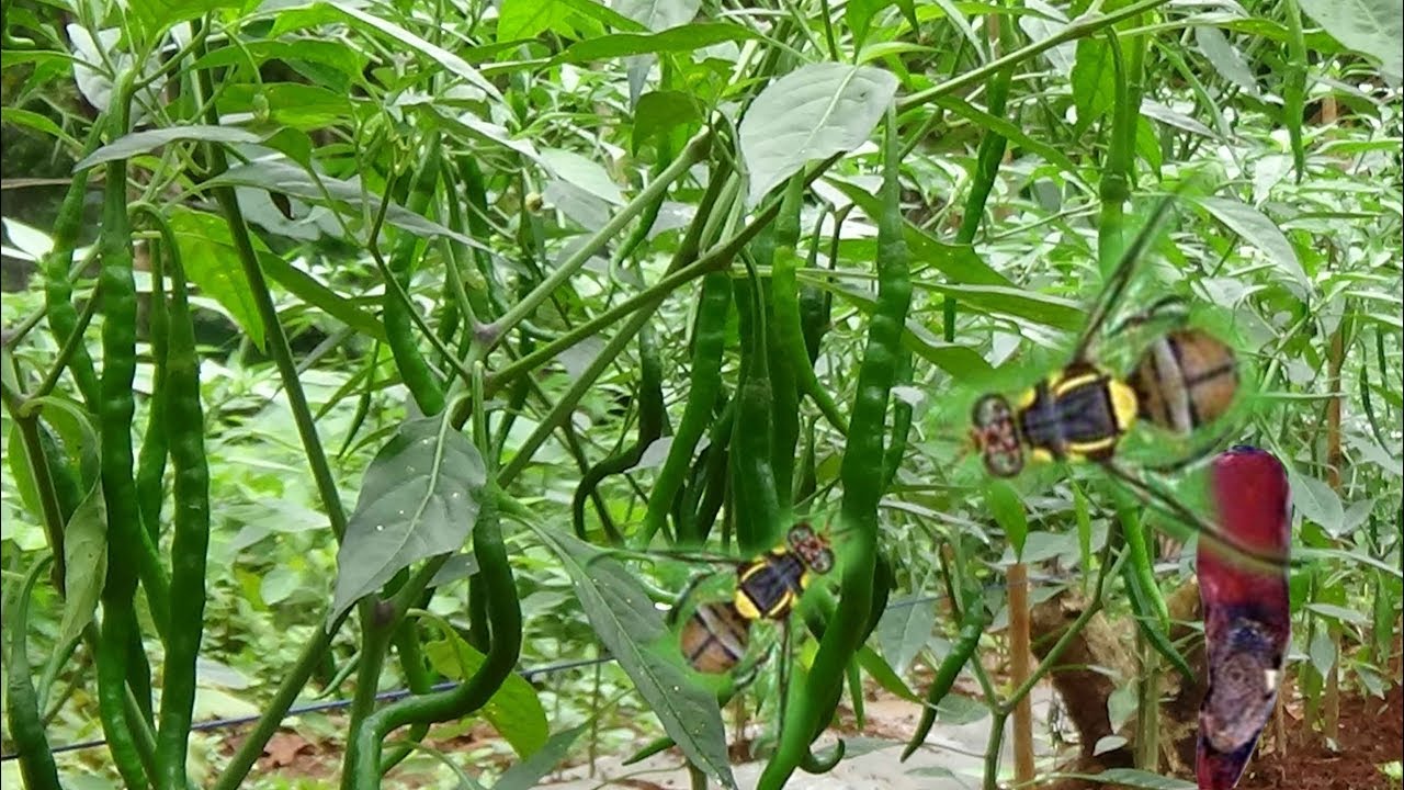 Cegah Busuk Buah Cabe Akibat lalat buah dan Antraknosa di Musim Hujan