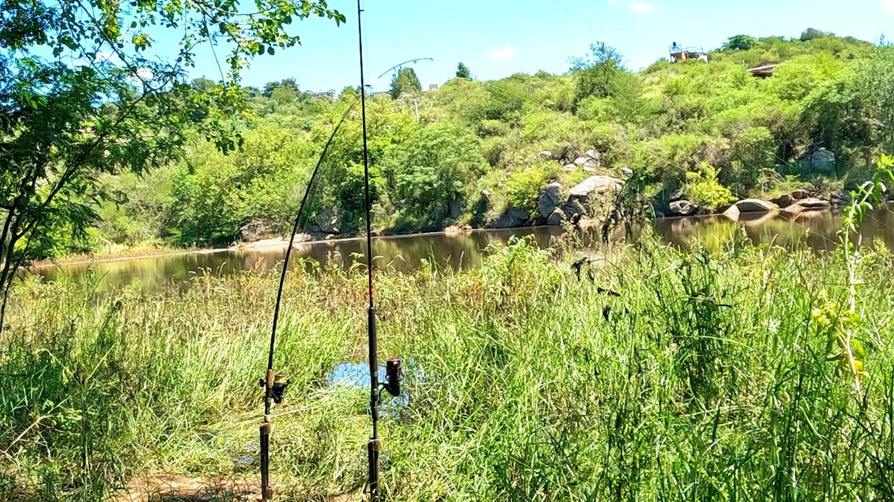 PESCA de CARPAS en el RIO Tanti. MUCHA ACTIVIDAD #fishing #cordoba #carpfishing 