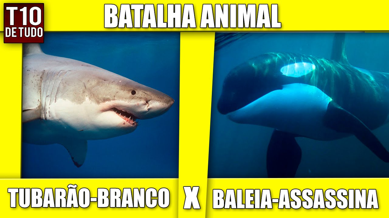 TUBARÃO-BRANCO X BALEIA-ASSASSINA - QUEM GANHA?
