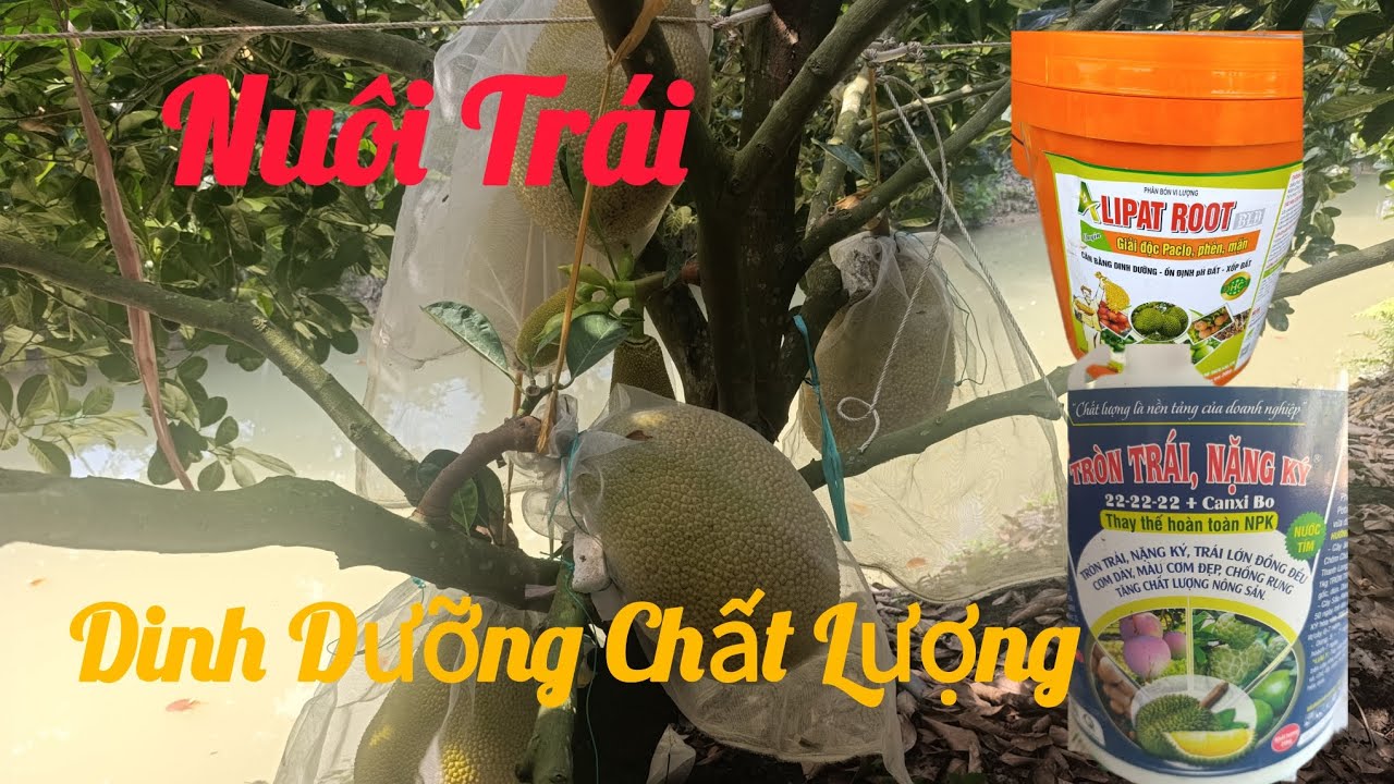 Lý do cơ bản để vườn mít đạt hiệu quả Cao. Bảo vệ cây và chăm sóc dinh dưỡng nuôi trái tốt!