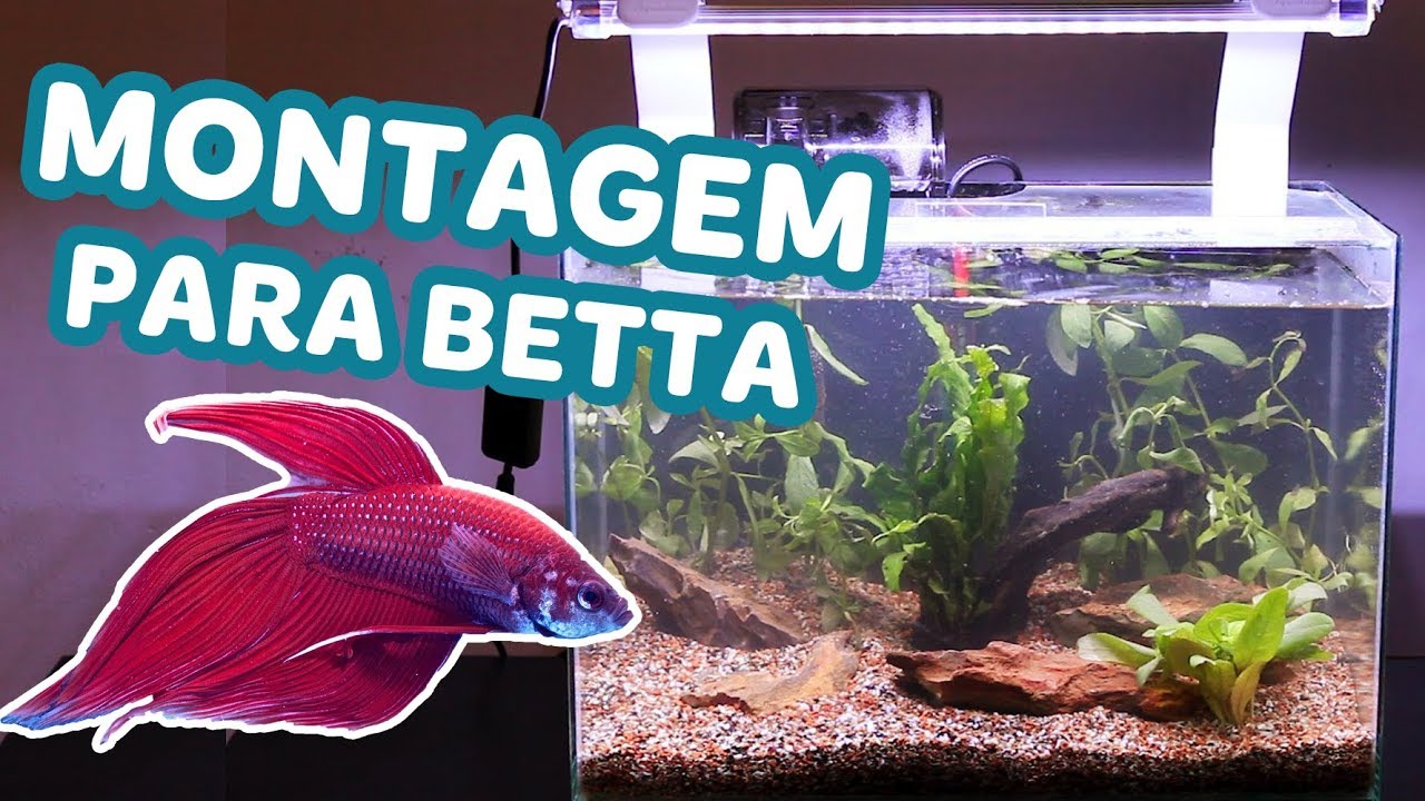 Como MONTAR um AQUÁRIO para o PEIXE BETTA - MONTAGEM 16 LITROS