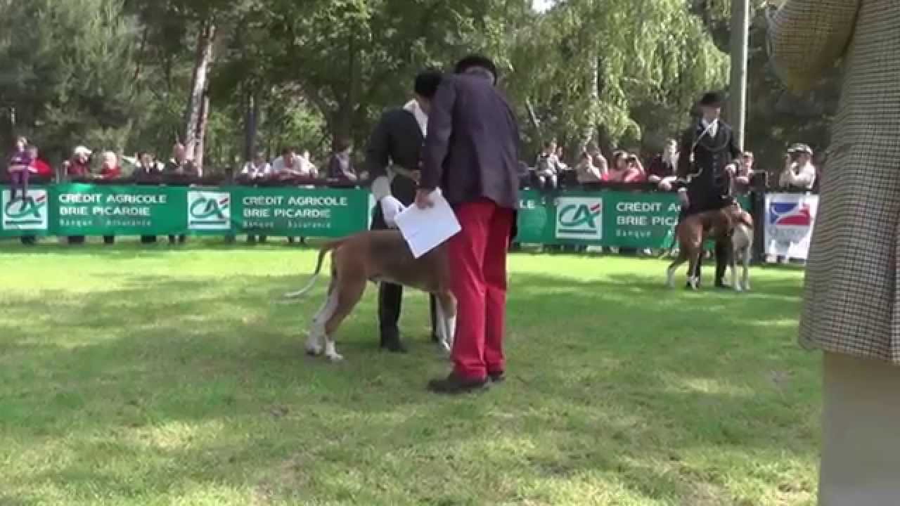 Chiens courants Fontainebleau 31 mai et 1er juin 2014