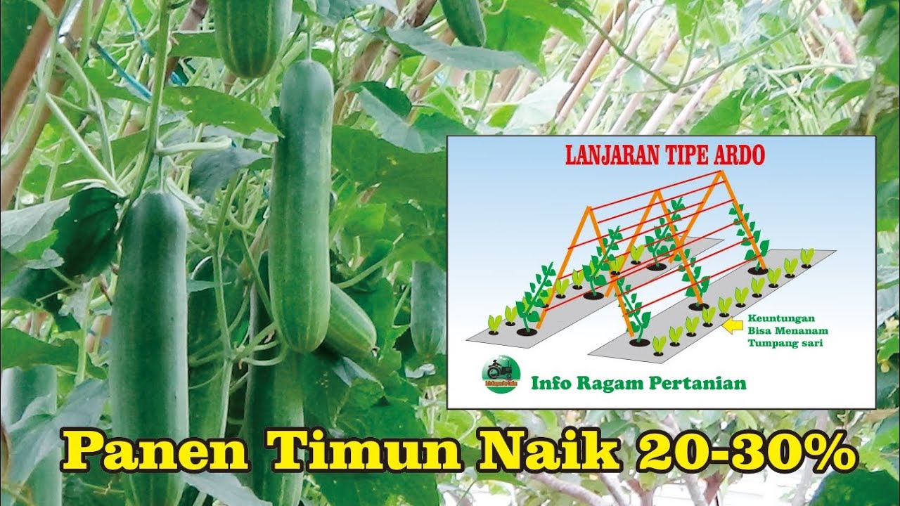 Menanam TIMUN dengan Tipe Lanjaran ARDO tingkatkan hasil 20-30%
