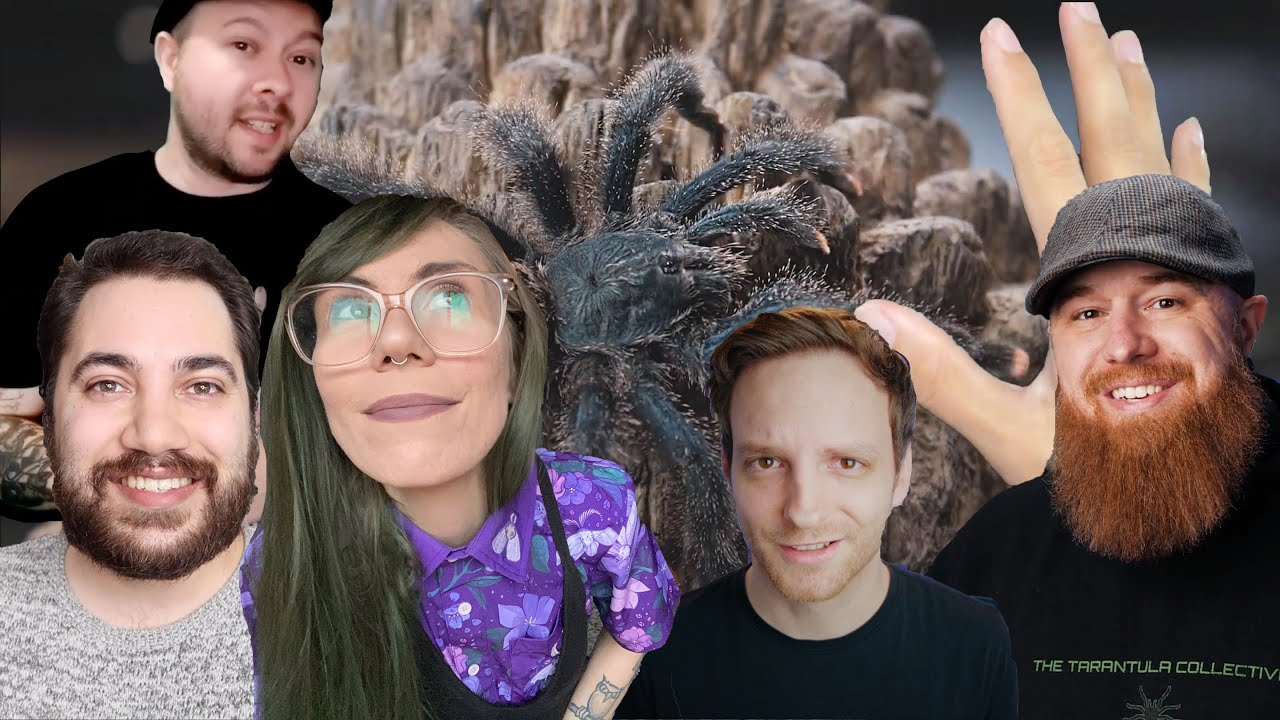 The CONFLICT and CARE of PINKTOE TARANTULAS (ft. special guests!)