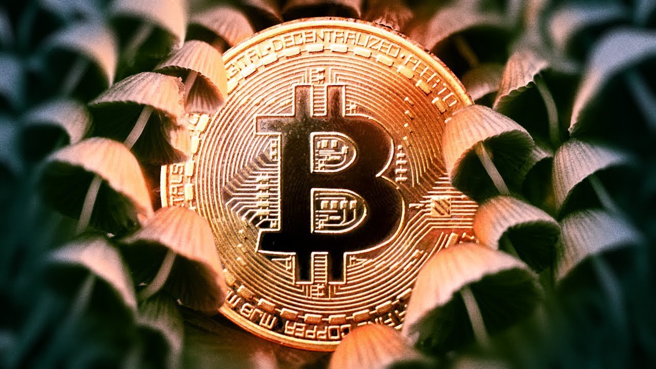 Bitcoin is a Decentralized Organism (Mycelium Pt. 1)
