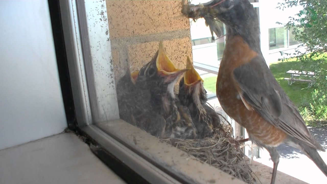 Time-Lapse of Robin's nest from June 17th to July 11th.