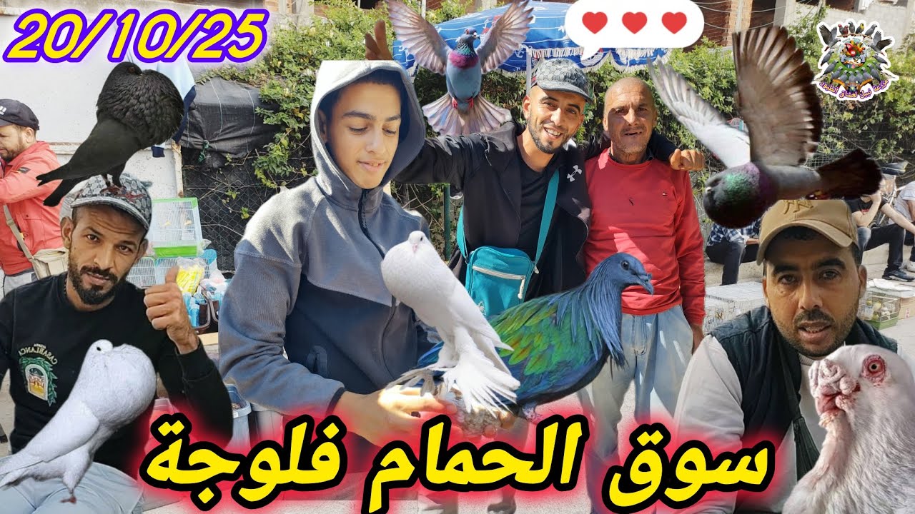 كنوز #طنجة #فلوجة #سوق #الحمام نادر وصفقات بأبخس الأثمان (مفاجأة الموسم) 🕊️🔝