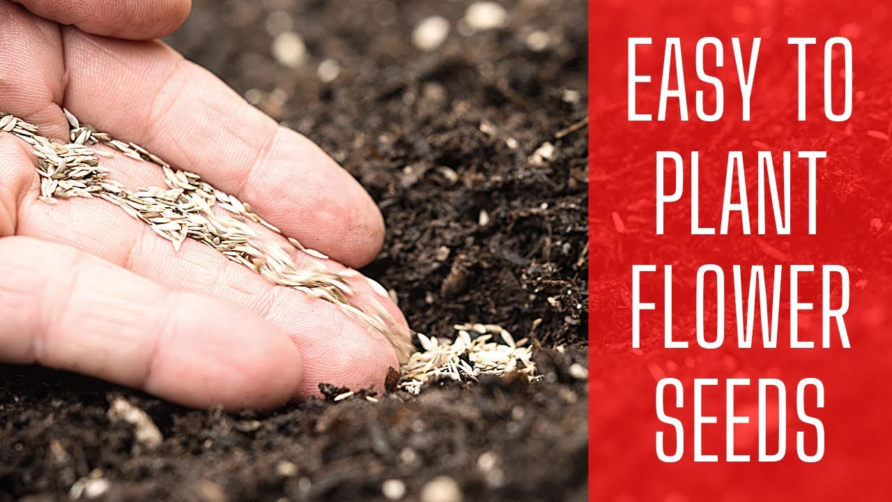 Easy To Plant Flower Seeds 🌱 || Larkspur, Ammi, & Bachelor's Buttons || Sunflower Seeds || Zone 8