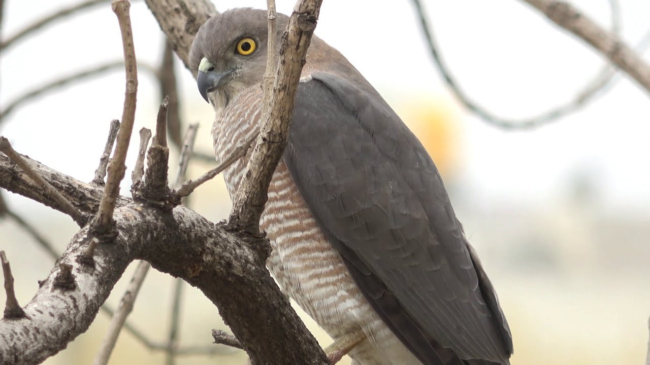 Bird watching video 4K Sony FDR AX53
