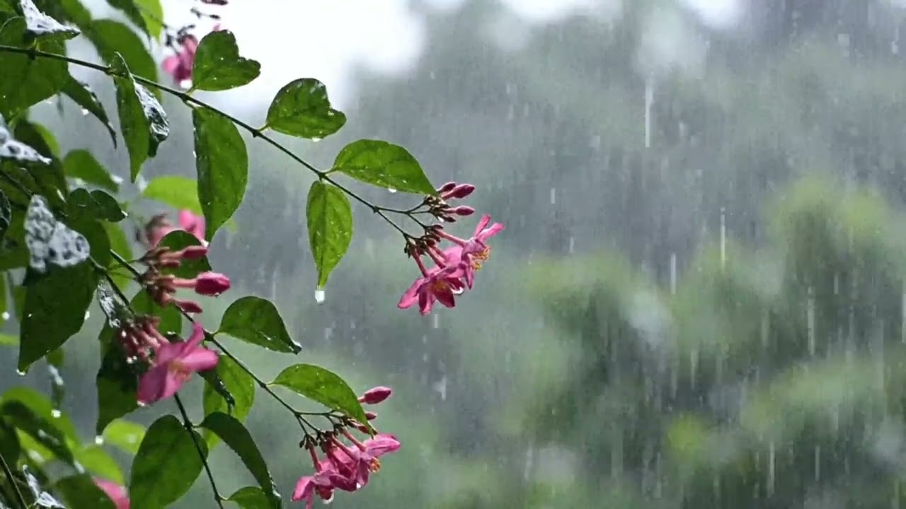 Relaxing Rain Sounds in a Flower Garden 🌧️ ASMR Nature Rain for Deep Sleep, Study & Stress Relief