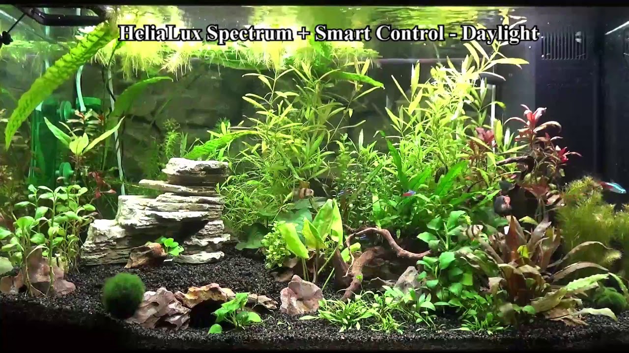 Juwel HeliaLux Spectrum LED + Smart Control (Day in 5 minutes)