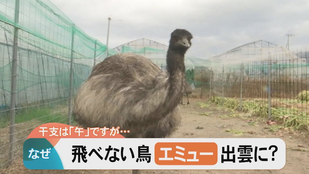 飛べない鳥「エミュー」が出雲に？エメラルドグリーンの卵でスイーツを作ってみると…