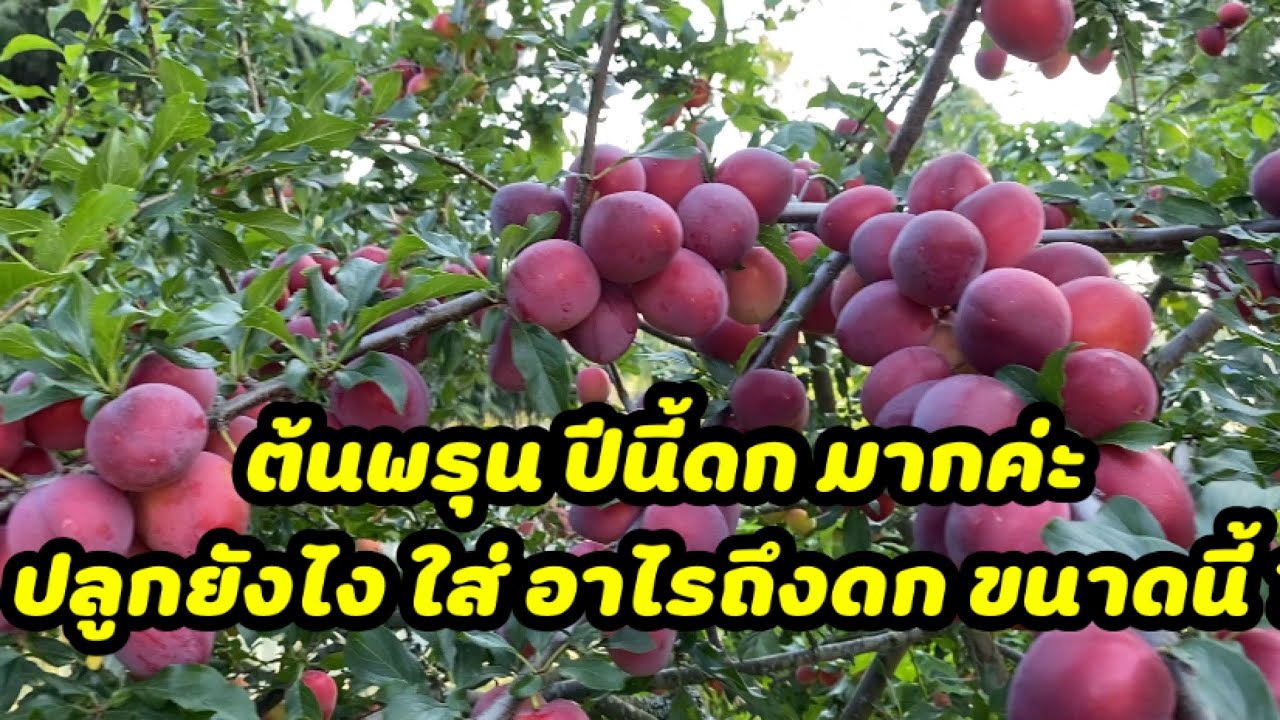 ต้นพรุน ปลูกยังไง ให้ดกหวานอร่อย มาดูกัน ชีวิตที่ฟินแลนด์ กินที่ปลูก ปลูกที่กิน