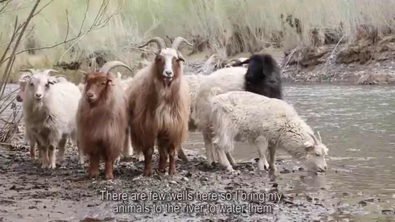A Cashmere Story