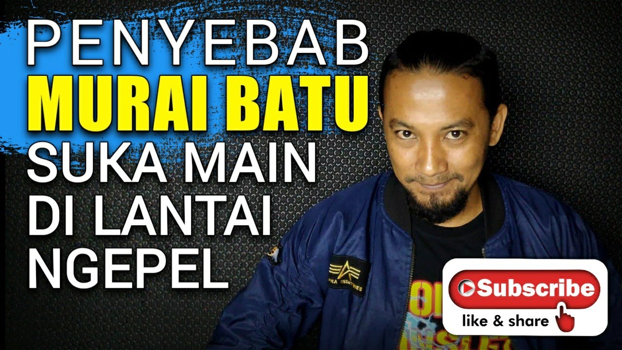 masalah MURAI BATU MAIN DI LANTAI apa penyebabnya dan bagai mana mengatasinya