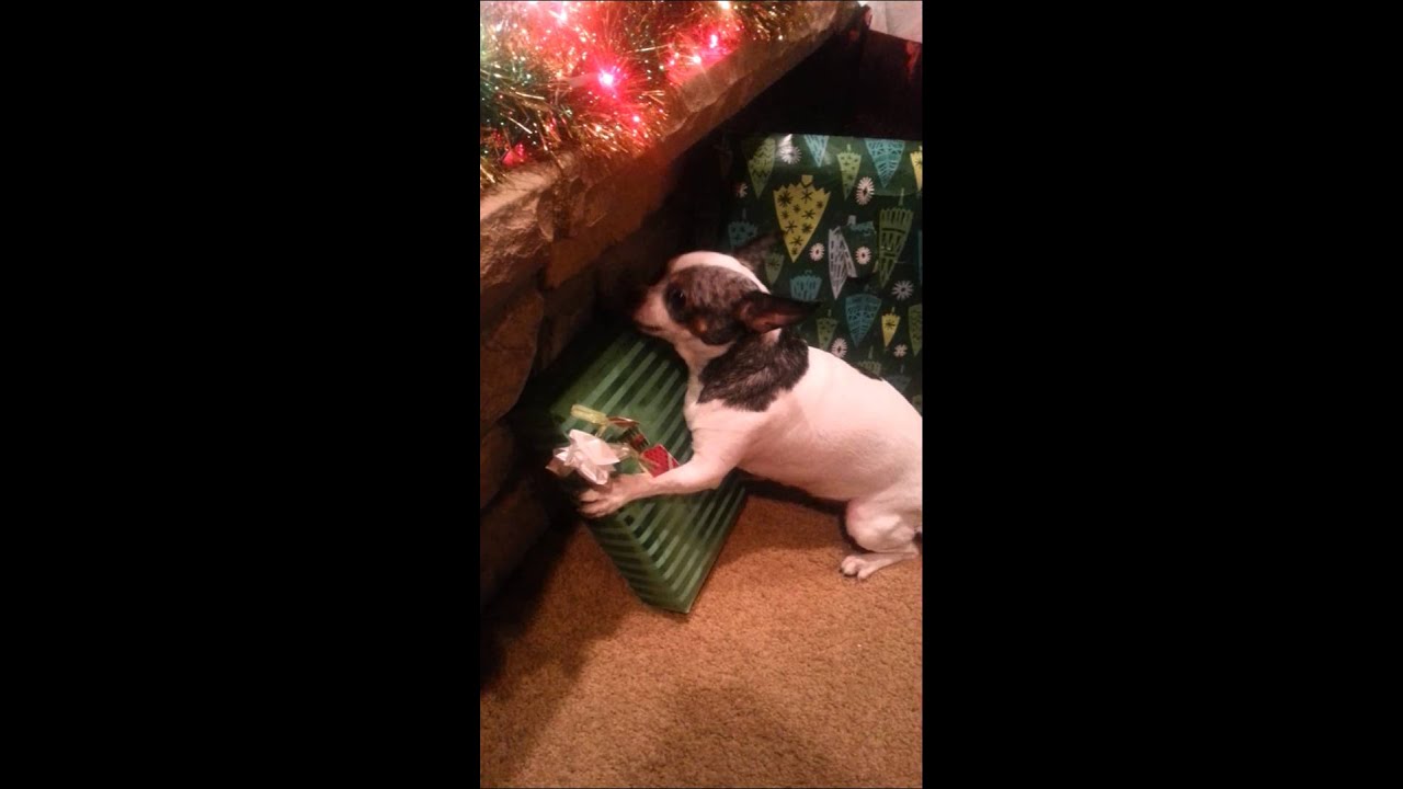 Chihuahua claims her Christmas gift