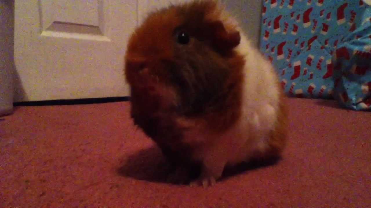 Guinea Pigs. Dumb but adorable.