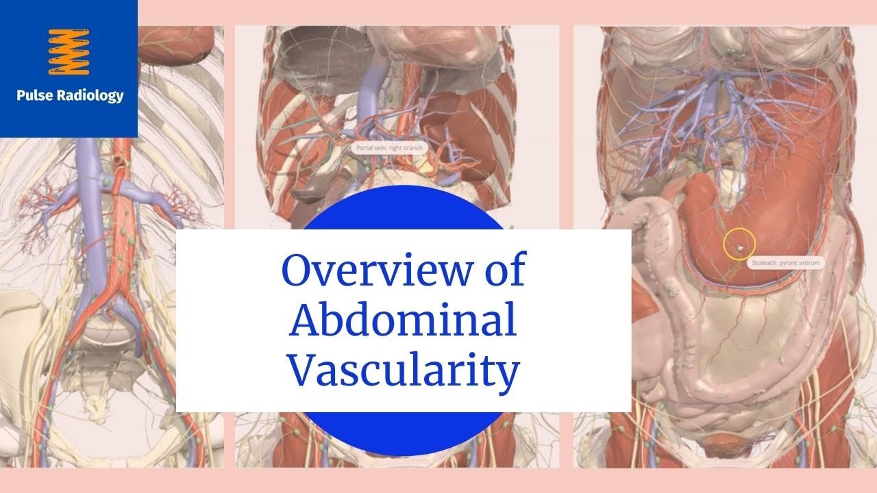 Overview of Abdominal Vascularity