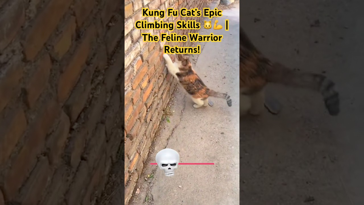 Kung Fu Cat&rsquo;s Epic  Climbing Skills 🐱💪 | The Feline Warrior Returns! #KungFuCat #AnimalShorts