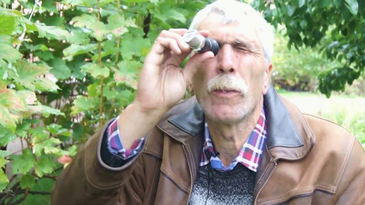 Обзор осеннего виноградника Вадима Точилина