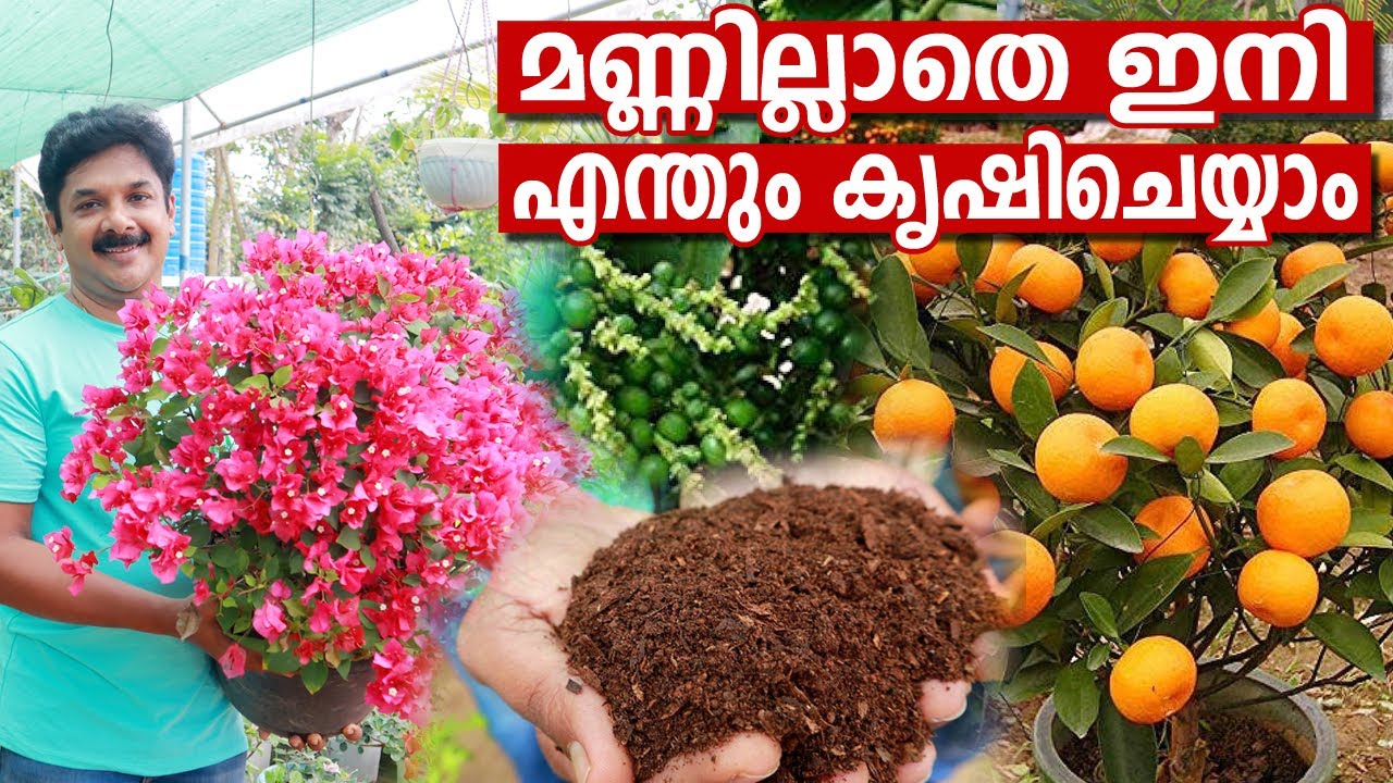 ചിന്തേര് പൊടി മതി പൂച്ചെടികളും ഫലവൃക്ഷ തൈകളും കാടുപിടിച്ച് വളരാൻ.  മണ്ണില്ലാ കൃഷി | Easy Pot