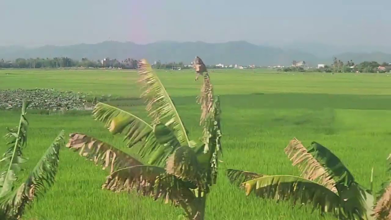 🍃 Meditation Music | Cánh Đồng Lúa Yên Bình – Miền Trung Việt Nam