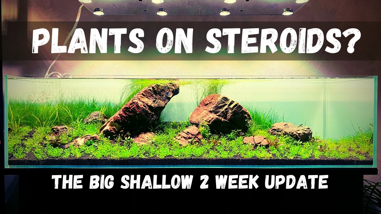 2 Week Update On The Big Shallow! CRAZY PLANT GROWTH! Clean Up Crew Going In!