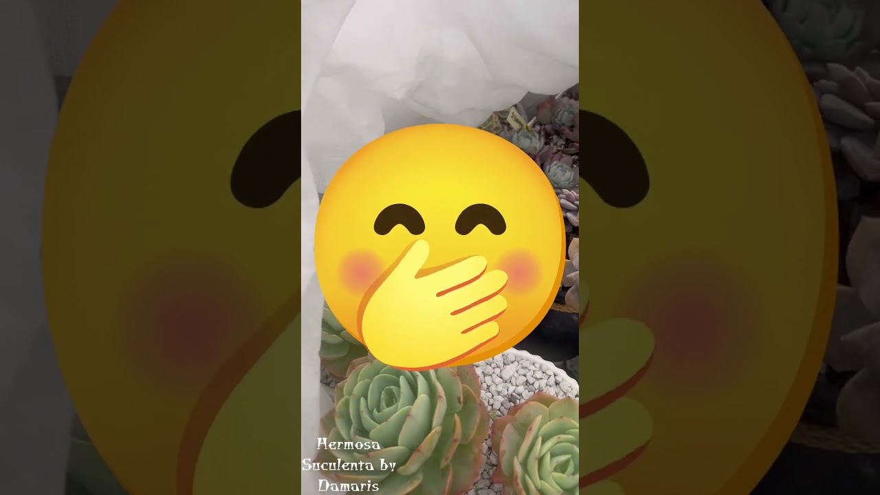 Мои суккуленты после бури ⛄️🌨️ #снег #советы #любовь #зима #суккуленты #жизнь #сад