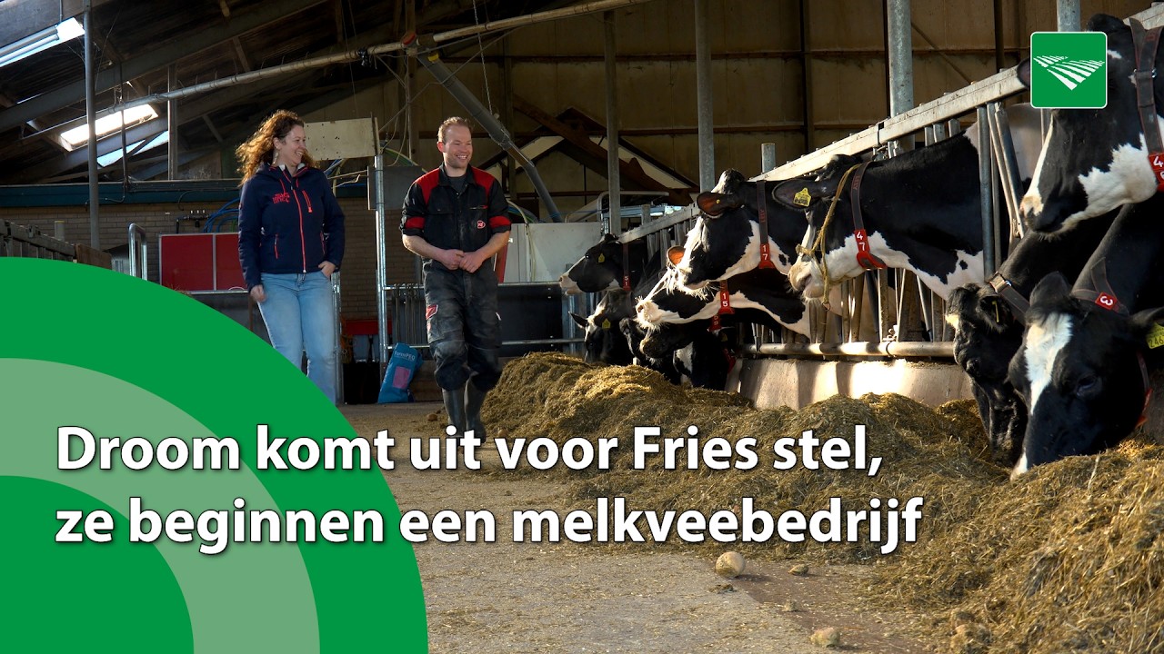 Droom komt uit voor Fries stel, ze beginnen een eigen melkveebedrijf