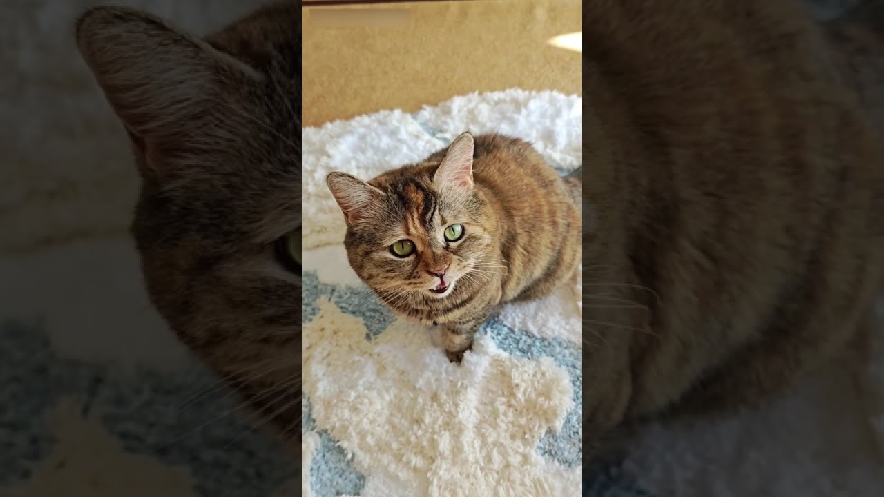 Adorable cat can't leave her blanket in winter #meow #ねこ #고양이 #貓 #miau #katze #gato #Кошка#Kedi#asmr