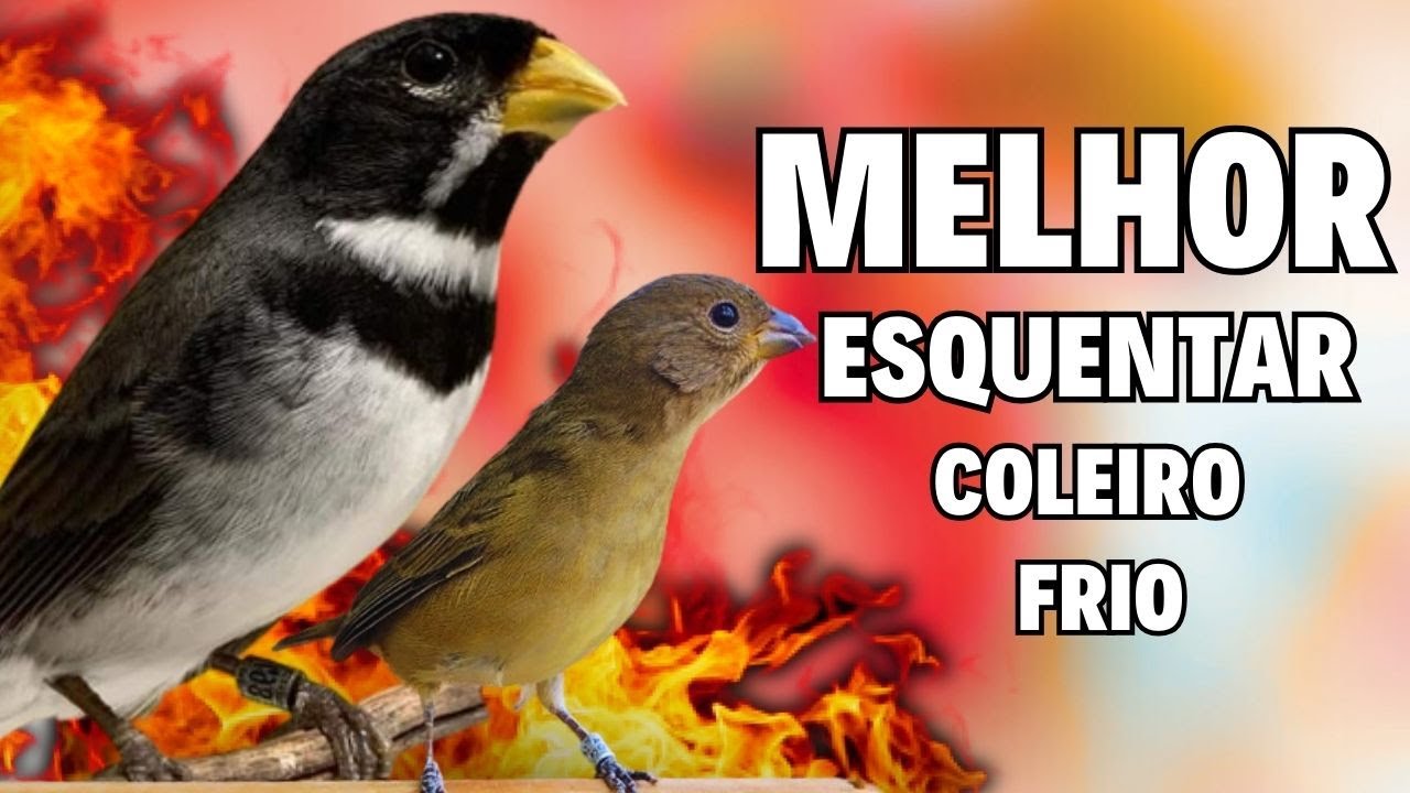 Esquentar Coleiro frio com Piado de Fêmea de Coleiro e Coleiro tui tui puro Esquentar Coleiro frio!!