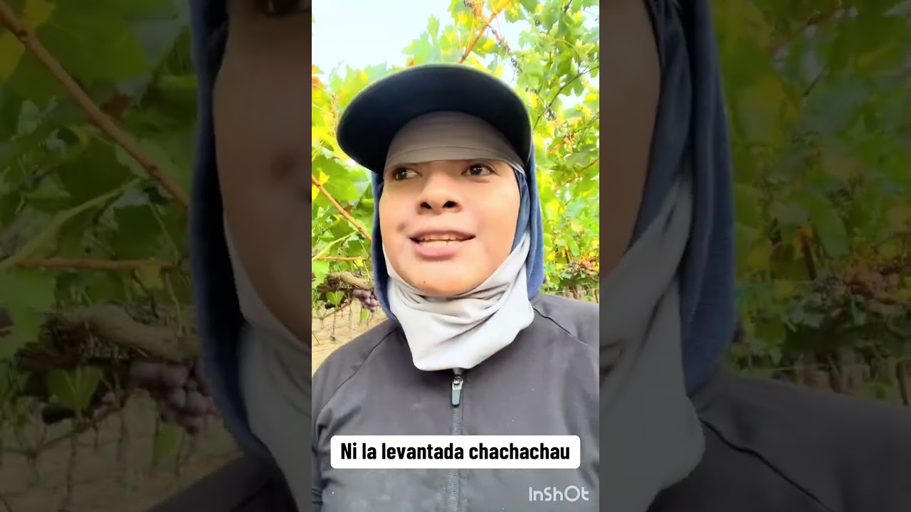 Así se trabaja en california por contrato chachachau 