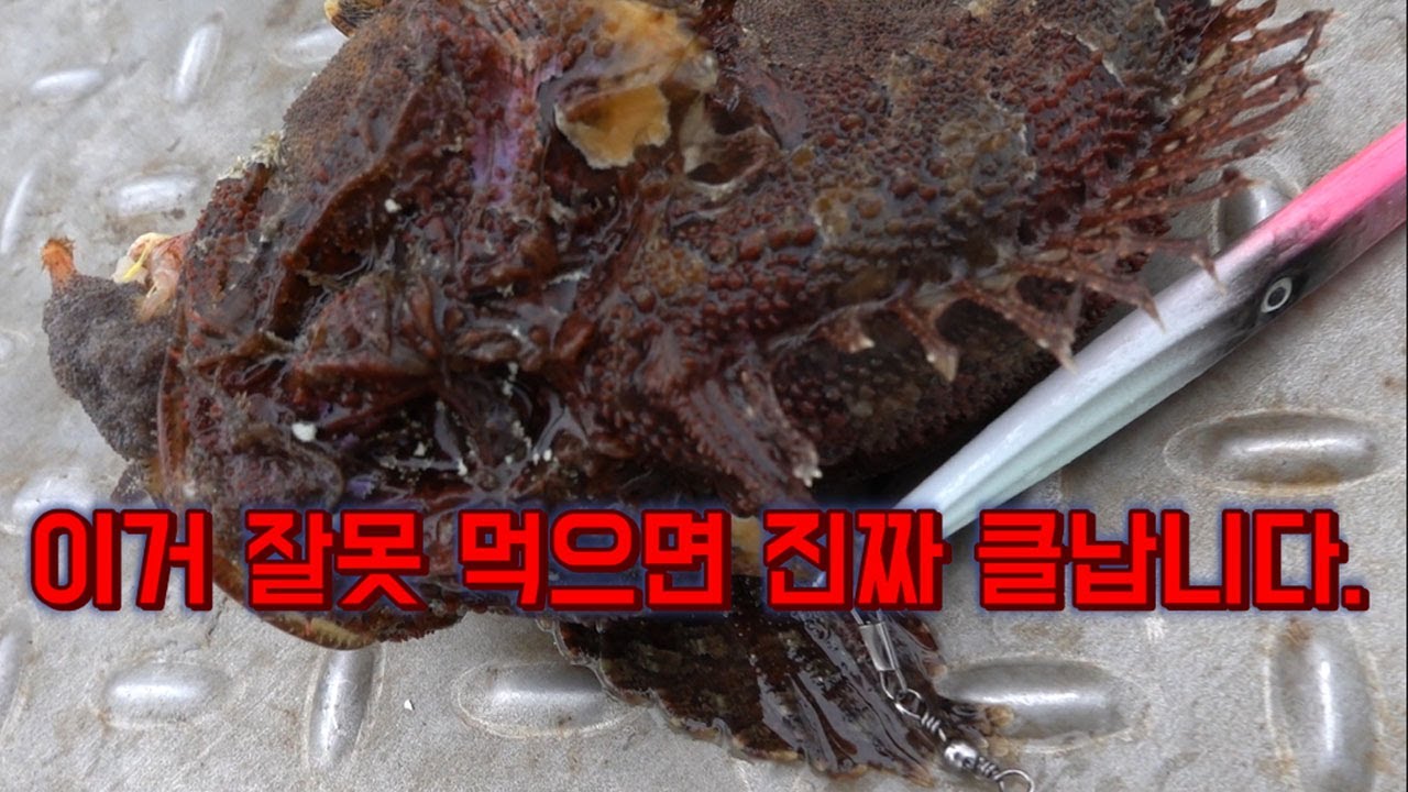 일냇다!!! 4짜5짜 최고의 물고기!!잘못 먹으면 알콜 중독자 됩니다. /There is a fishing contest in the sea.