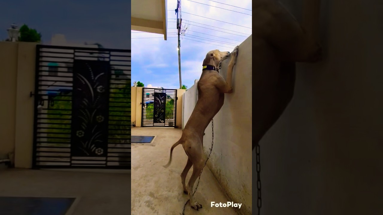 #098#Rocky funny short video#subscribe#pet#dog#