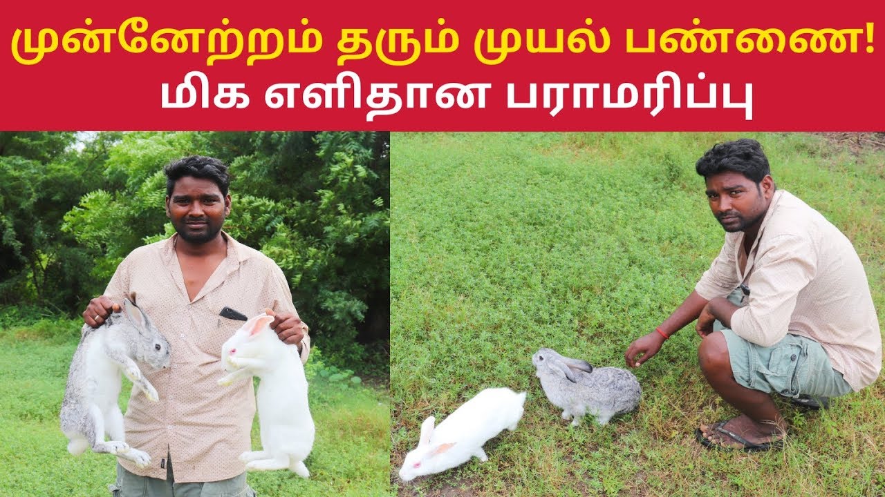 முயல் பண்ணை தொடங்க ஆர்வமா? சிறந்த வருமானம் , அரசு மானியம், கடன் வசதி உண்டு !