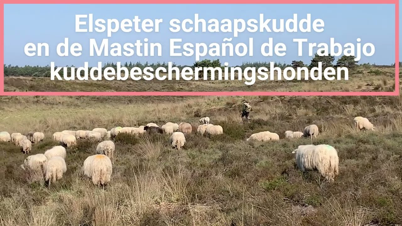 Elspeter schaapskudde en de Mastin Español de Trabajo kuddebeschermingshonden