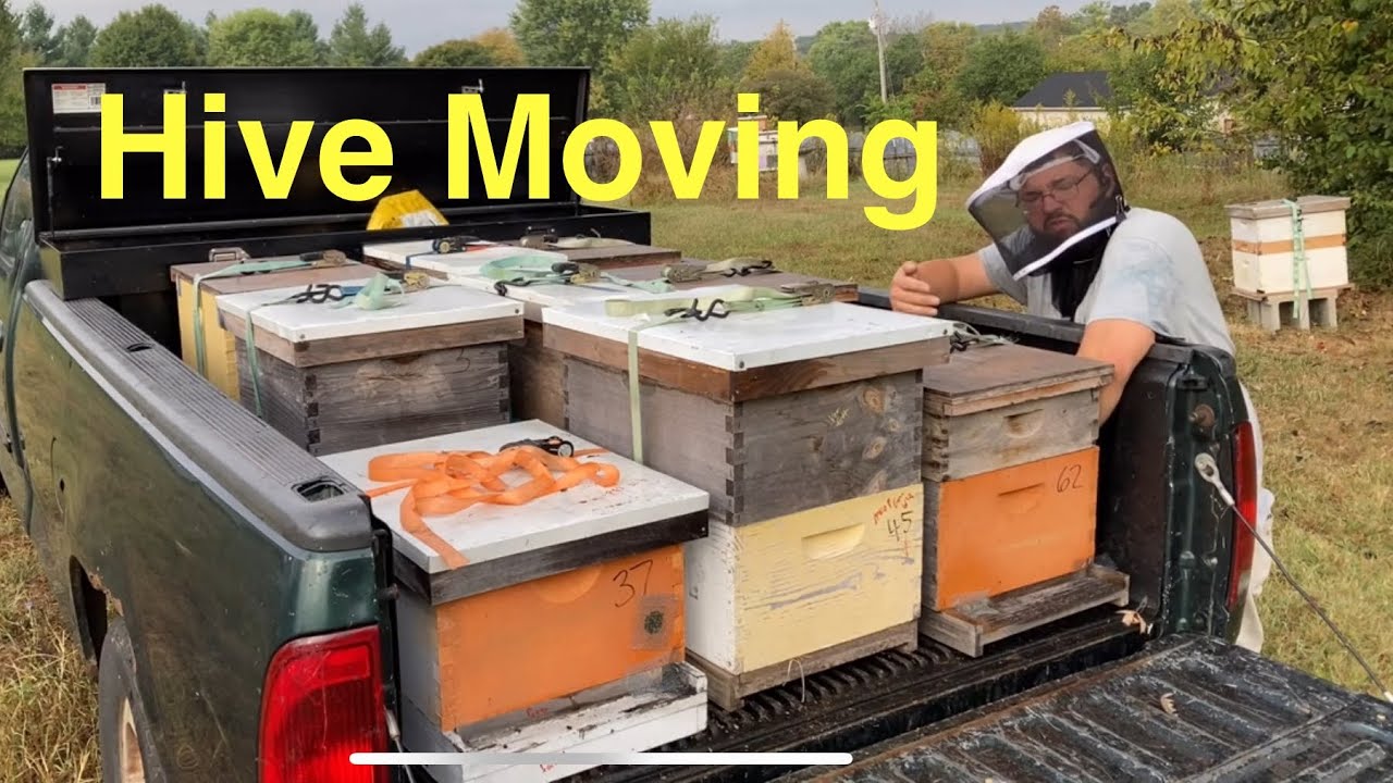 Hive Moving