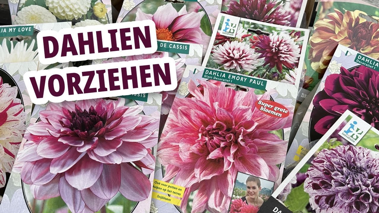 Dahlien vorziehen - Tipps und Tricks + meine Dahlienauswahl | Dahlia